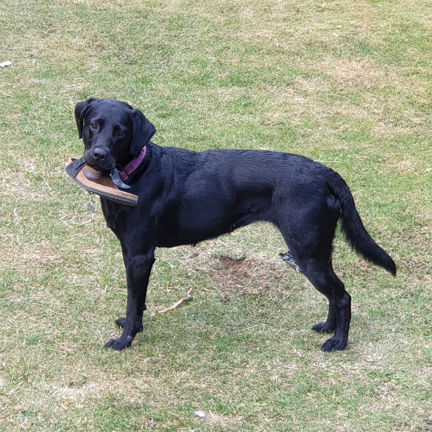 Black dog holding a frisbee in its mouth on a grassy field